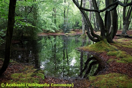 Epping Forest pond, High Beach, Essex, England