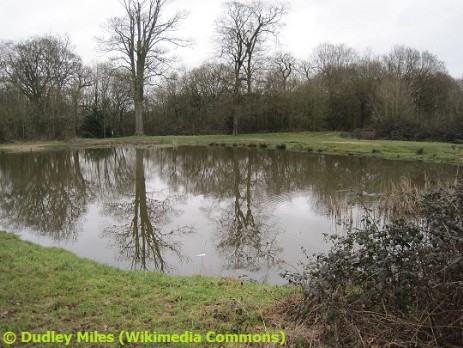Barn Hill Pond at Fryent Country Park, Brent