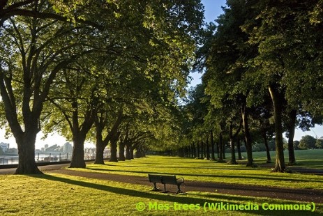 Avenue in Wandsworth Park in Summer