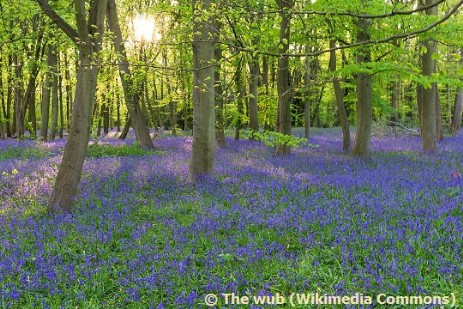 Bluebells in Chalet Wood, Wanstead Park, London