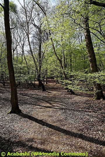 Desire path (Epping Forest)