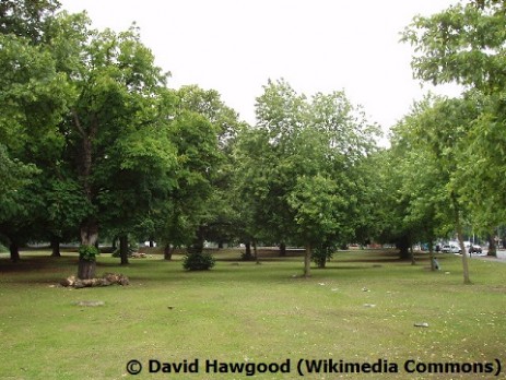 Ealing Common