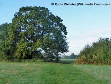 In Fryent Country Park 