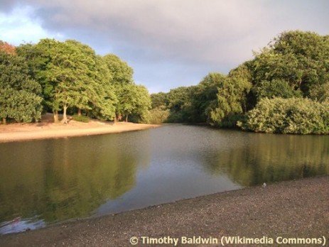 Lake and wood in Wanstead Flats.