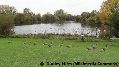 South Mayesbrook Park, designated a Local Nature 