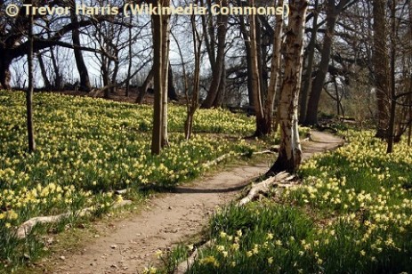 Path Through Daffodils, Warley Place