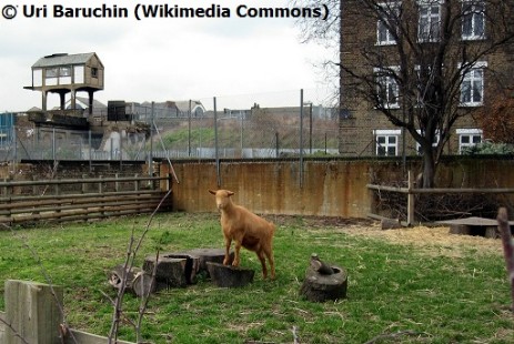 Spitalfields City Farm goat