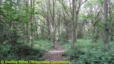 Stanmore Country Park in Stanmore, London