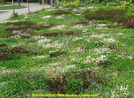 The tapestry lawn in Avondale Park London UK Summer