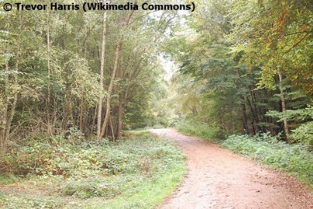 The Centenary Walk, Epping Forest